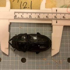 今年羽化した能勢YG847系 オオクワガタ ペア  B　♂オス75mm& G ♀メス51mmの画像