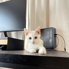 子猫のよーたん