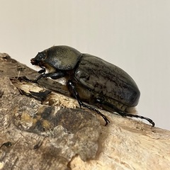 グラントシロカブト成虫♂♀ペアの画像