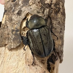 グラントシロカブト成虫♂♀ペアの画像