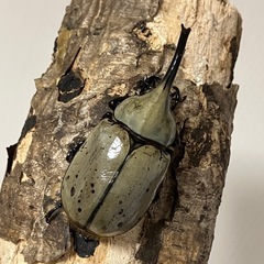 グラントシロカブト成虫♂♀ペアの画像