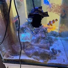 海水水槽　の画像