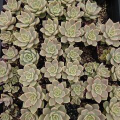薄氷(多肉植物)(エケベリア)の画像