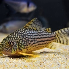 コリドラス　ステルバイ　雌雄2匹　稚魚10匹程度