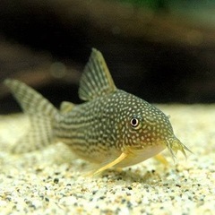 コリドラス　ステルバイ　雌雄2匹　稚魚10匹程度の画像