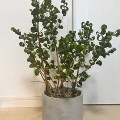 【取引中】ベンジャミンバロックの画像