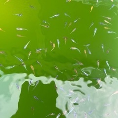 メダカ　大量　ミックス　80匹〜の画像
