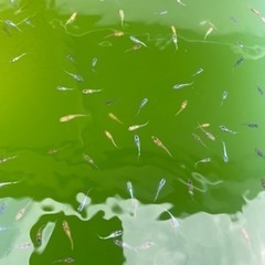 メダカ　大量　ミックス　80匹〜の画像