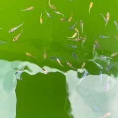 メダカ　大量　ミックス　80匹〜の画像