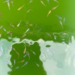 メダカ　大量　ミックス　80匹〜の画像