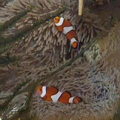 天然カクレクマノミペアの画像
