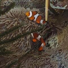 天然カクレクマノミペアの画像