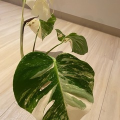 極上モンステラ・ボルシギアナ斑入り#1の画像