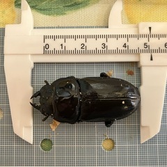 今年羽化した能勢YG847系 オオクワガタ ペア  D　♂オス75mm& J ♀メス51mmの画像