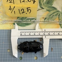 今年羽化した能勢YG847系 オオクワガタ ペア  D　♂オス75mm& J ♀メス51mmの画像