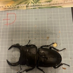今年羽化した能勢YG847系 オオクワガタ ペア  D　♂オス75mm& J ♀メス51mmの画像