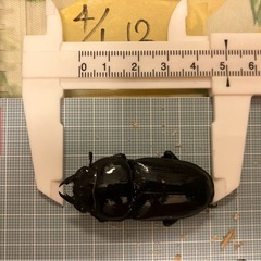 今年羽化した能勢YG847系 オオクワガタ ペア  E　♂オス75mm& H ♀メス50の画像
