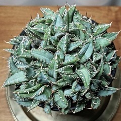アガベ育成始めてみたい人に破格でお譲りします。の画像