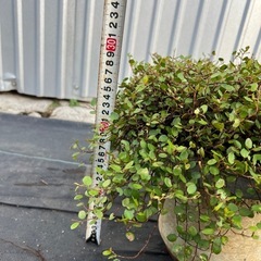 ワイヤープランツ　　鉢植えの画像