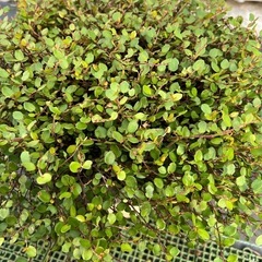 ワイヤープランツ　　鉢植えの画像