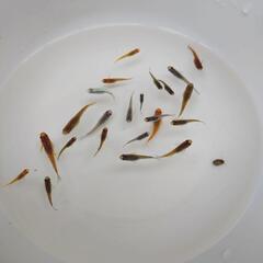 ミックスメダカ　幼魚〜若魚　20匹の画像