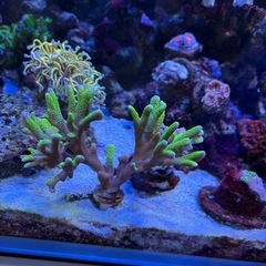 〈サンゴ生体〉バブルガムコモンサンゴ大の画像