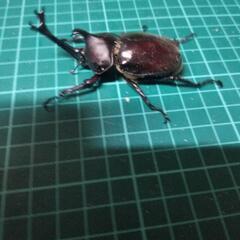 第２０回国産クワガタカブトムシ安売り‼️の画像