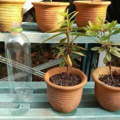 ツツジの挿し木苗（1鉢）の画像