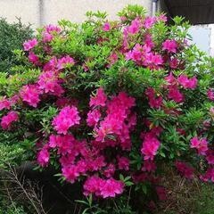 ツツジの挿し木苗（1鉢）の画像