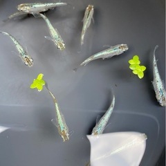 サボテン🌵11匹　メダカ　めだかの画像