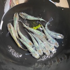 サボテン🌵11匹　メダカ　めだかの画像
