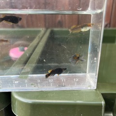 (メダカ)五式タイプR LRF10匹の画像