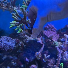 〈サンゴ生体〉バブルガムコモンサンゴ中①の画像