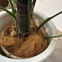 モンステラ　鉢植えの画像