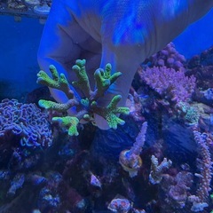 (サンゴ生体〉バブルガムコモンサンゴ中②の画像