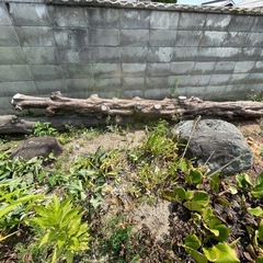 伐採木の画像