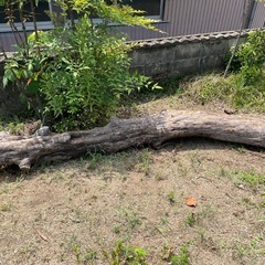 伐採木の画像