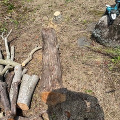 伐採木の画像
