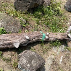 伐採木の画像