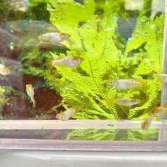 紡🏵️ ✨11匹　メダカ　めだかの画像