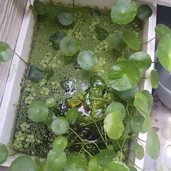 100円　アオウキクサ　浮草　水草　ビオトープ　メダカの画像