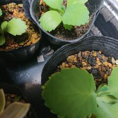 子宝草🌱の画像