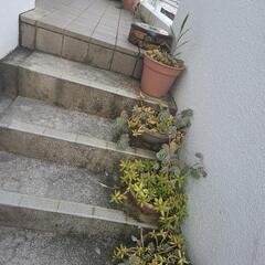 観葉植物の画像