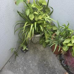 観葉植物の画像