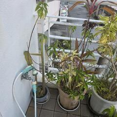 観葉植物の画像