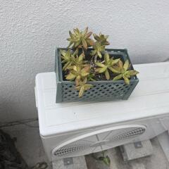 観葉植物の画像