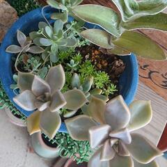 多肉植物🌱寄せ植えの画像