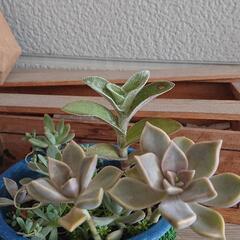 多肉植物🌱寄せ植えの画像