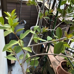 （果樹）ストロベリーグァバの画像