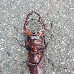 リアルなクワガタの画像